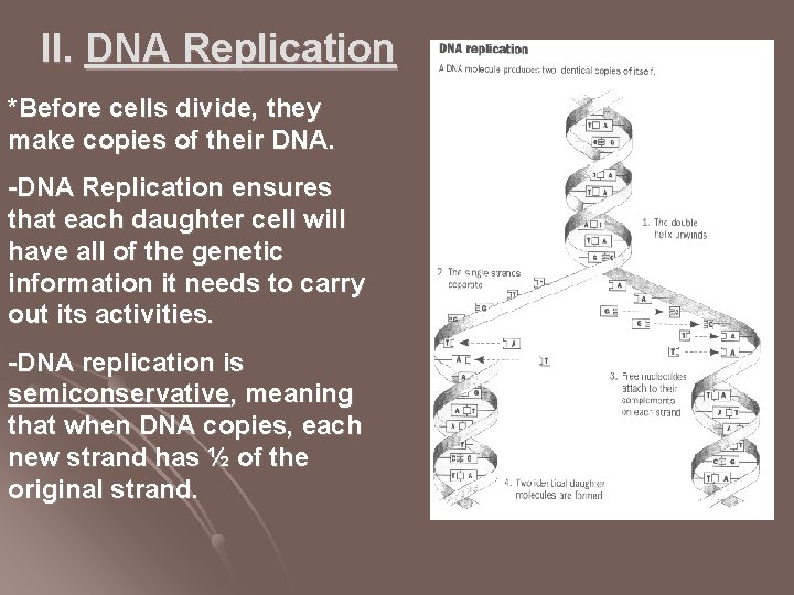II. DNA Replication *Before cells divide, they make copies of their DNA. -DNA Replication