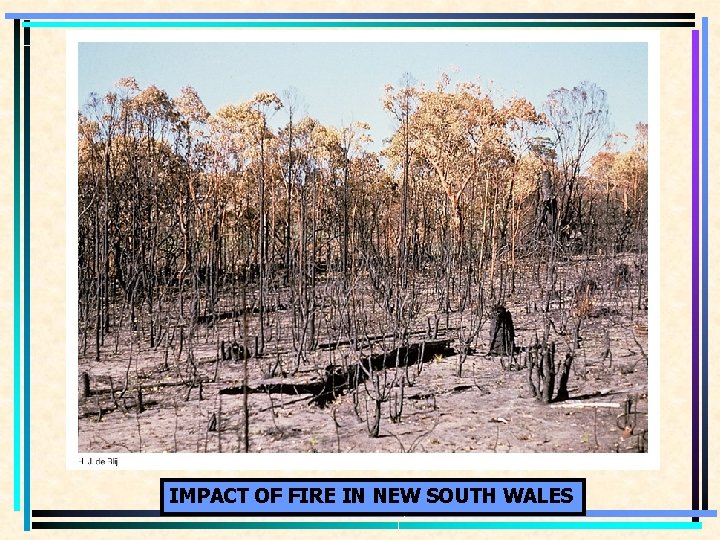 IMPACT OF FIRE IN NEW SOUTH WALES 