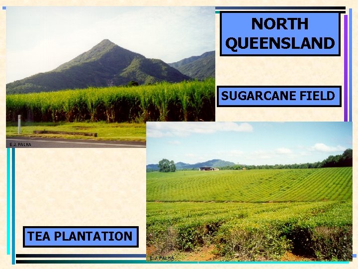 NORTH QUEENSLAND SUGARCANE FIELD E. J. PALKA TEA PLANTATION E. J. PALKA 