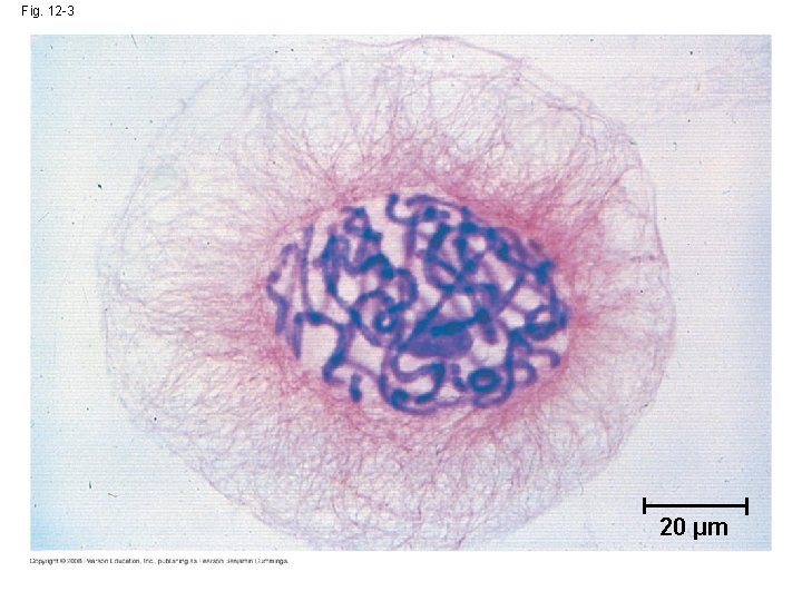 Fig. 12 -3 20 µm 