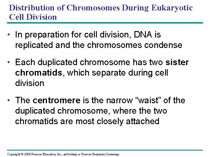 Distribution of Chromosomes During Eukaryotic Cell Division • In preparation for cell division, DNA