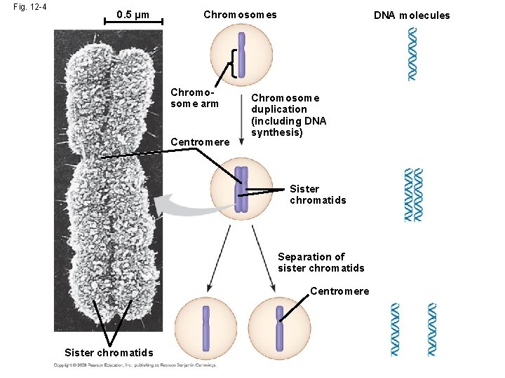 Fig. 12 -4 0. 5 µm Chromosomes Chromosome arm Centromere DNA molecules Chromosome duplication