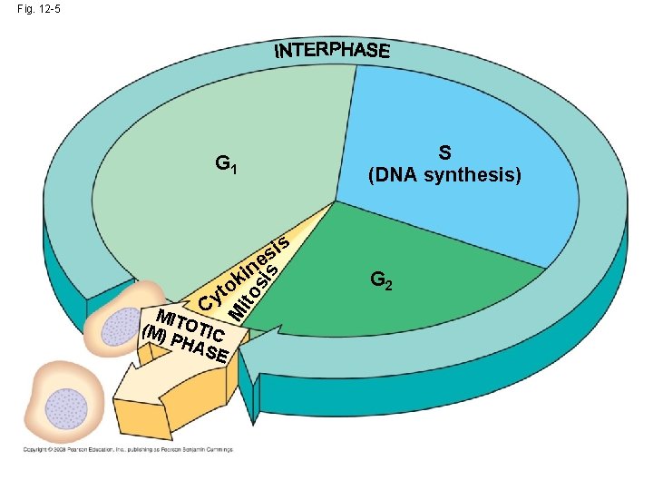 Fig. 12 -5 S (DNA synthesis) G 1 is s e in M MIT