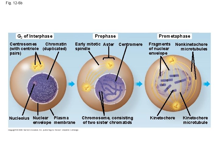 Fig. 12 -6 b G 2 of Interphase Chromatin Centrosomes (with centriole (duplicated) pairs)