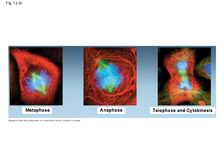 Fig. 12 -6 c Metaphase Anaphase Telophase and Cytokinesis 