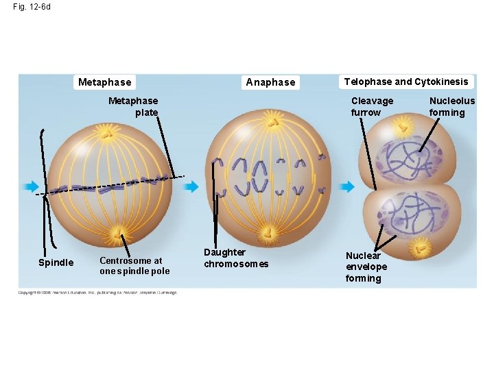 Fig. 12 -6 d Metaphase Anaphase Metaphase plate Spindle Centrosome at one spindle pole