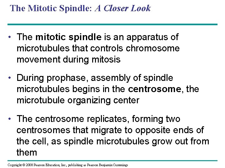 The Mitotic Spindle: A Closer Look • The mitotic spindle is an apparatus of