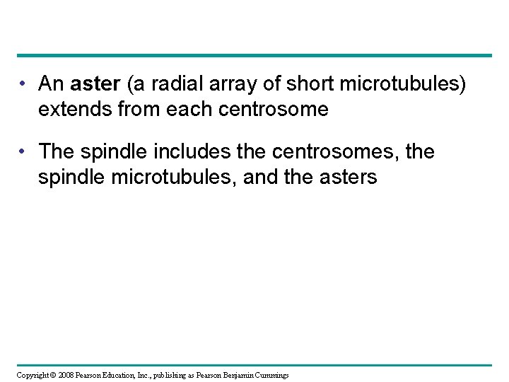  • An aster (a radial array of short microtubules) extends from each centrosome