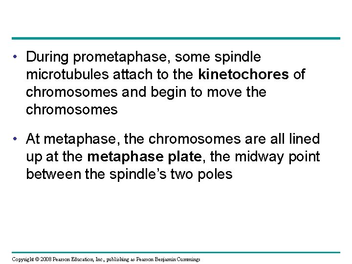  • During prometaphase, some spindle microtubules attach to the kinetochores of chromosomes and