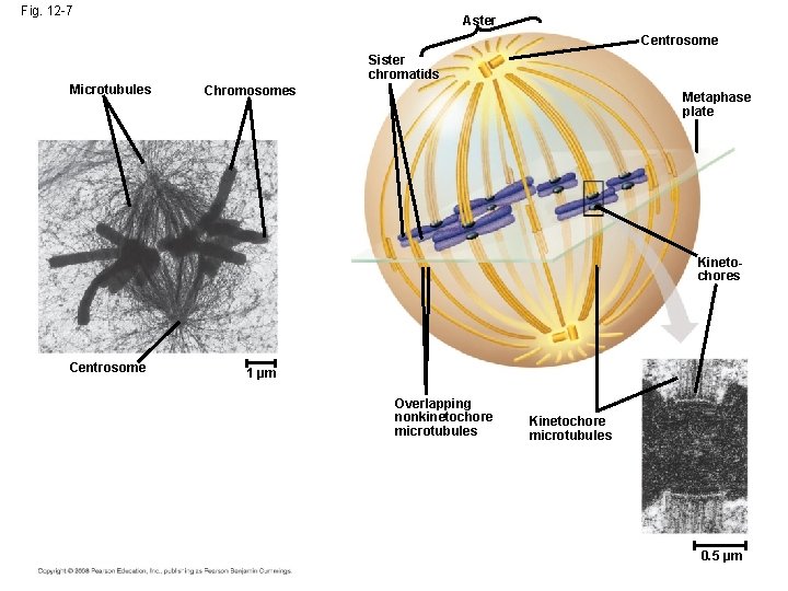 Fig. 12 -7 Aster Centrosome Sister chromatids Microtubules Chromosomes Metaphase plate Kinetochores Centrosome 1