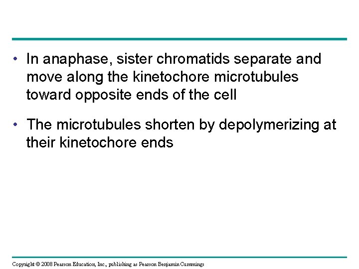  • In anaphase, sister chromatids separate and move along the kinetochore microtubules toward