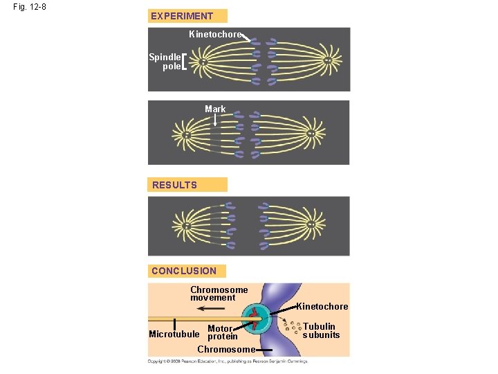 Fig. 12 -8 EXPERIMENT Kinetochore Spindle pole Mark RESULTS CONCLUSION Chromosome movement Motor Microtubule