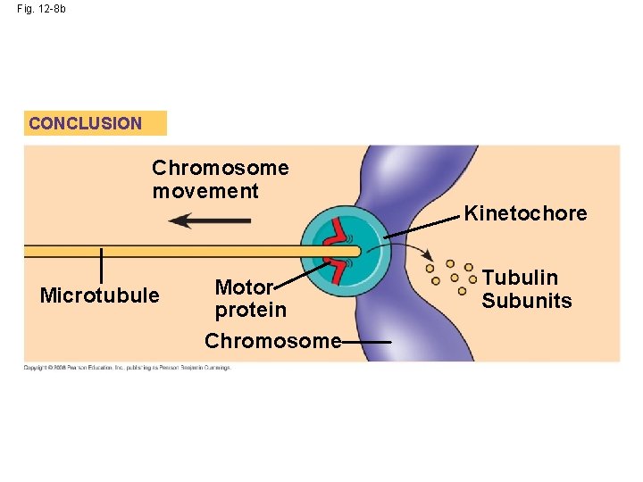 Fig. 12 -8 b CONCLUSION Chromosome movement Microtubule Motor protein Chromosome Kinetochore Tubulin Subunits