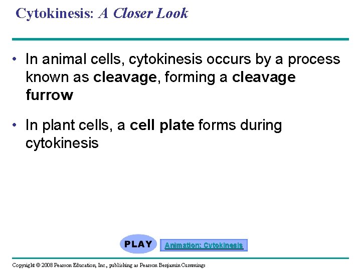 Cytokinesis: A Closer Look • In animal cells, cytokinesis occurs by a process known