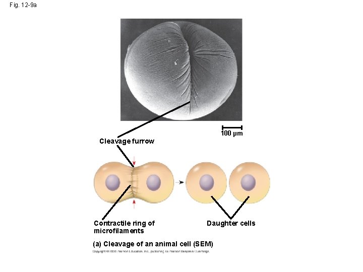 Fig. 12 -9 a 100 µm Cleavage furrow Contractile ring of microfilaments Daughter cells