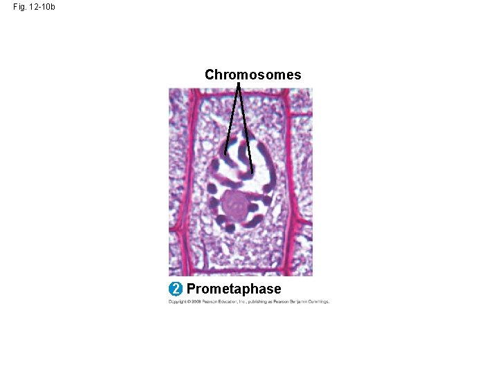 Fig. 12 -10 b Chromosomes 2 Prometaphase 