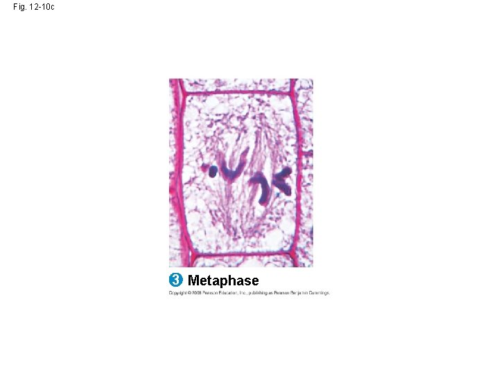 Fig. 12 -10 c 3 Metaphase 