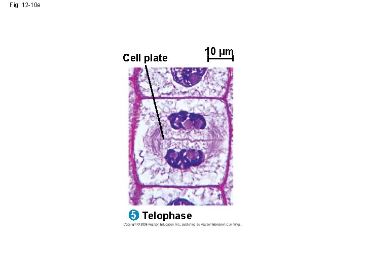 Fig. 12 -10 e Cell plate 5 Telophase 10 µm 