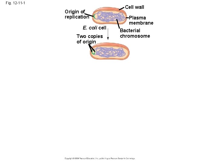 Fig. 12 -11 -1 Origin of replication E. coli cell Two copies of origin