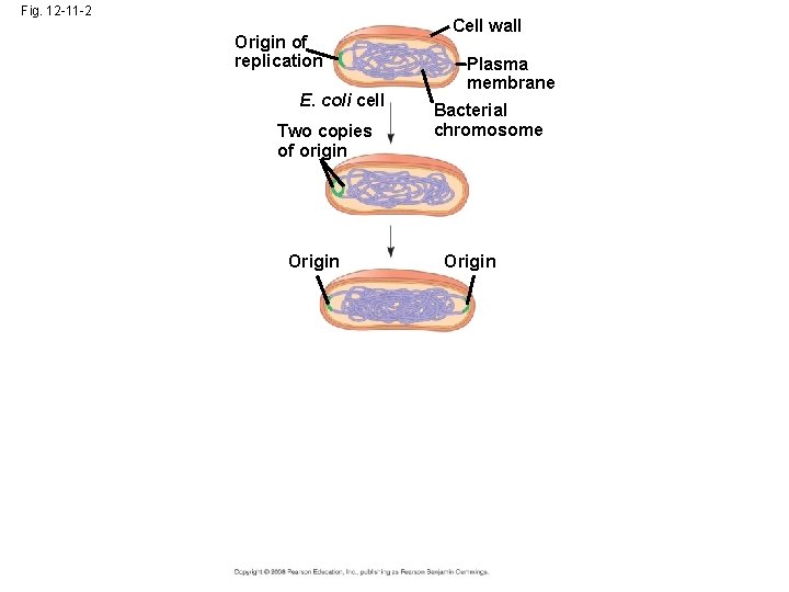 Fig. 12 -11 -2 Origin of replication E. coli cell Two copies of origin