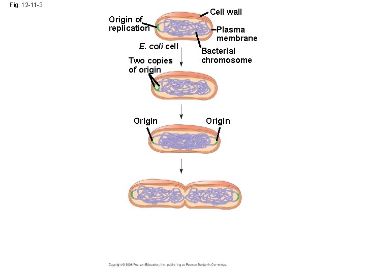 Fig. 12 -11 -3 Origin of replication E. coli cell Two copies of origin