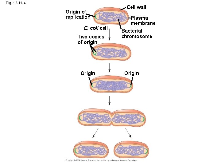 Fig. 12 -11 -4 Origin of replication E. coli cell Two copies of origin