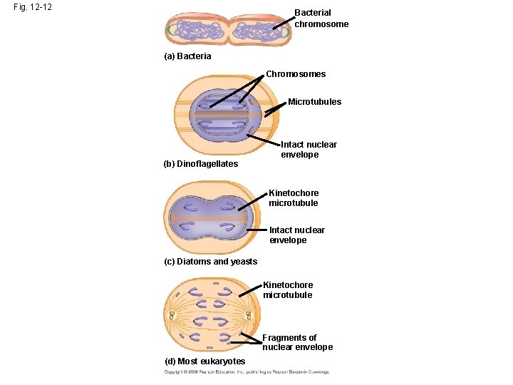 Fig. 12 -12 Bacterial chromosome (a) Bacteria Chromosomes Microtubules (b) Dinoflagellates Intact nuclear envelope