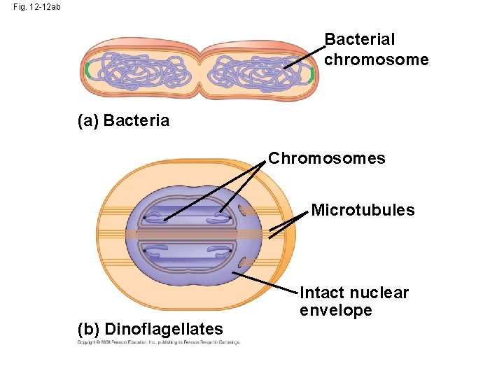 Fig. 12 -12 ab Bacterial chromosome (a) Bacteria Chromosomes Microtubules (b) Dinoflagellates Intact nuclear