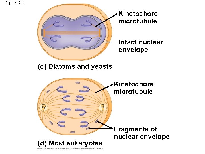 Fig. 12 -12 cd Kinetochore microtubule Intact nuclear envelope (c) Diatoms and yeasts Kinetochore