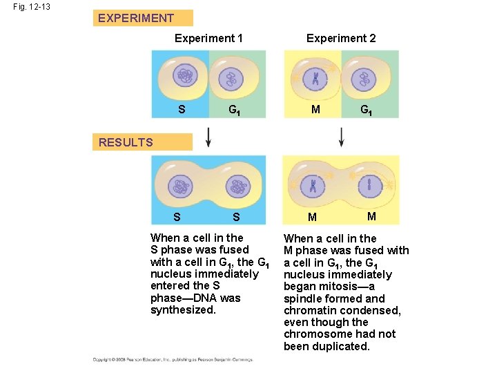 Fig. 12 -13 EXPERIMENT Experiment 1 S G 1 Experiment 2 M G 1