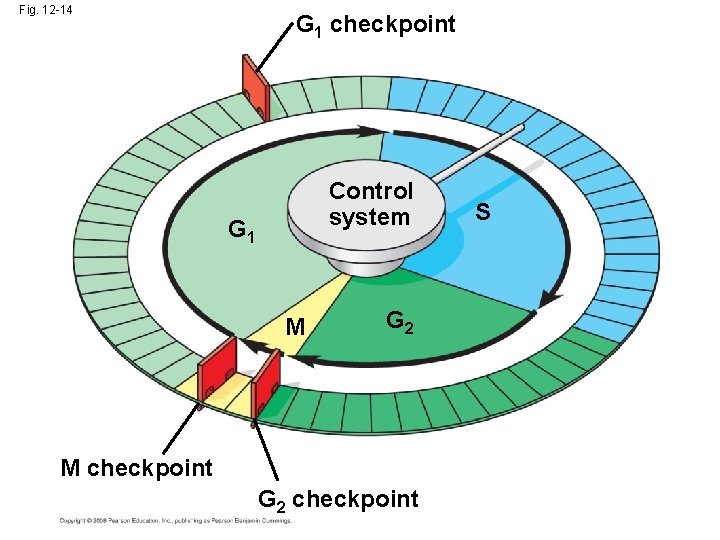 Fig. 12 -14 G 1 checkpoint Control system G 1 M G 2 M