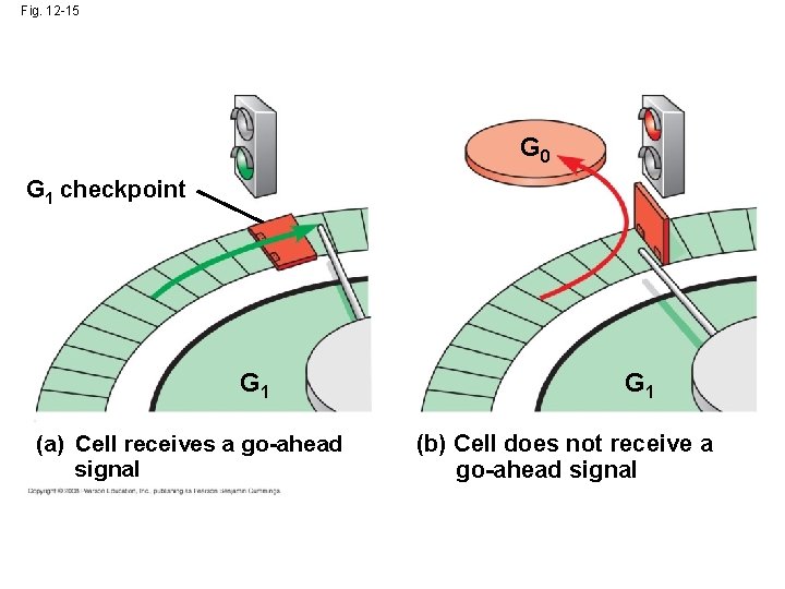 Fig. 12 -15 G 0 G 1 checkpoint G 1 (a) Cell receives a