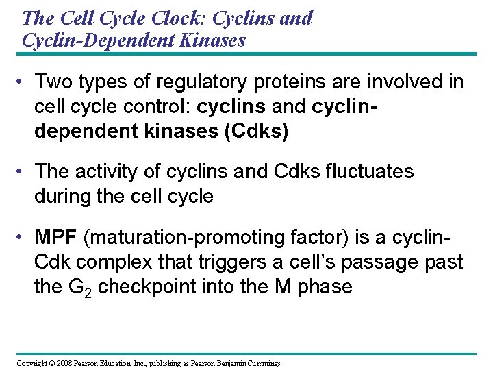 The Cell Cycle Clock: Cyclins and Cyclin-Dependent Kinases • Two types of regulatory proteins