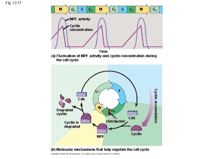 Fig. 12 -17 M S G 1 M G 2 G 1 S G