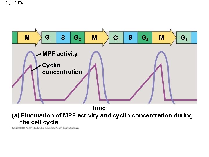 Fig. 12 -17 a M G 1 S G 2 M G 1 MPF