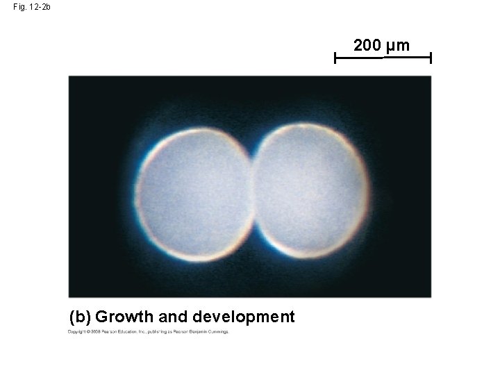 Fig. 12 -2 b 200 µm (b) Growth and development 