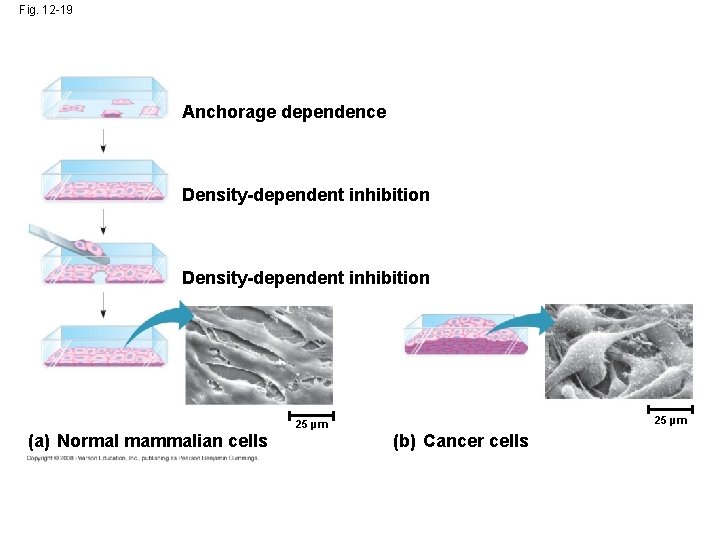 Fig. 12 -19 Anchorage dependence Density-dependent inhibition 25 µm (a) Normal mammalian cells (b)