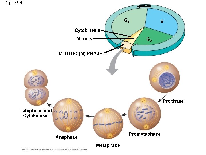 Fig. 12 -UN 1 G 1 S Cytokinesis Mitosis G 2 MITOTIC (M) PHASE