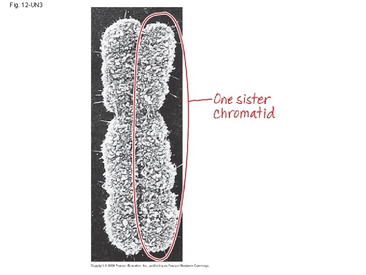 Fig. 12 -UN 3 