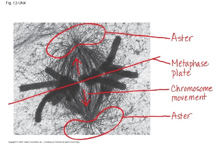 Fig. 12 -UN 4 