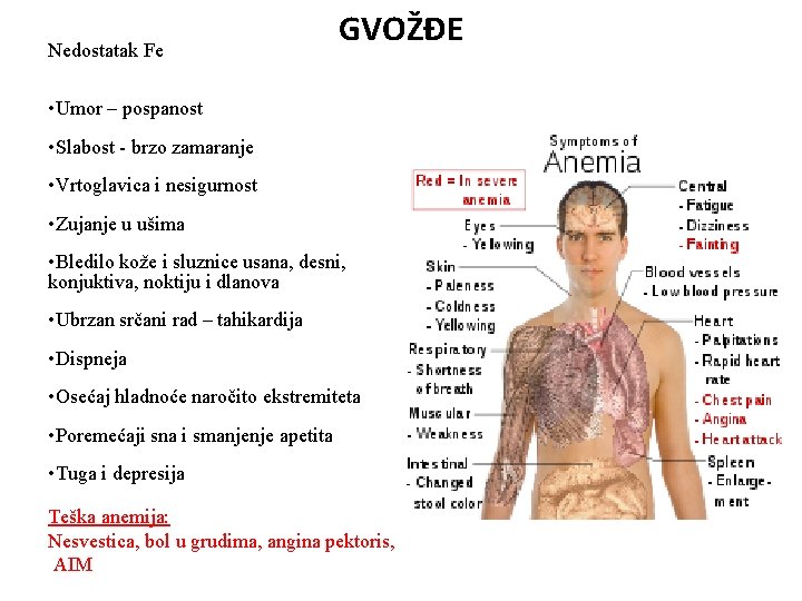 Nedostatak Fe GVOŽĐE • Umor – pospanost • Slabost - brzo zamaranje • Vrtoglavica