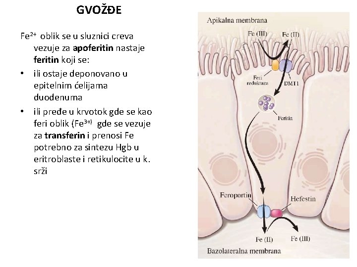 GVOŽĐE Fe 2+ oblik se u sluznici creva vezuje za apoferitin nastaje feritin koji