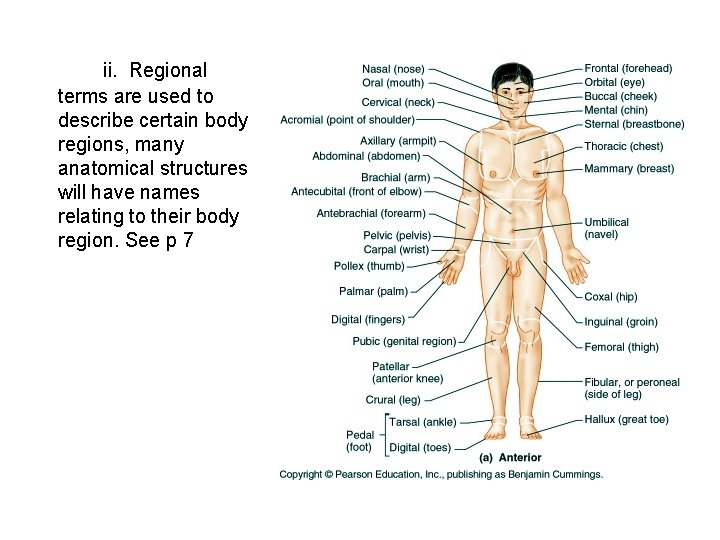 ii. Regional terms are used to describe certain body regions, many anatomical structures will