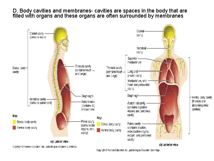 D. Body cavities and membranes- cavities are spaces in the body that are filled