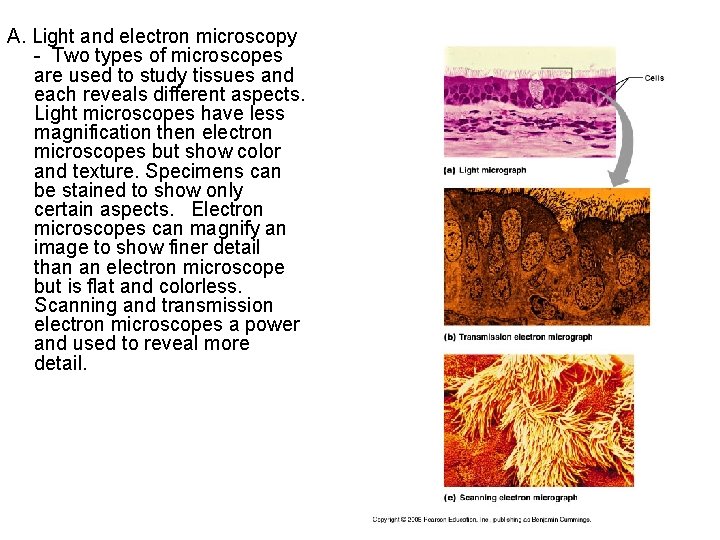 A. Light and electron microscopy - Two types of microscopes are used to study