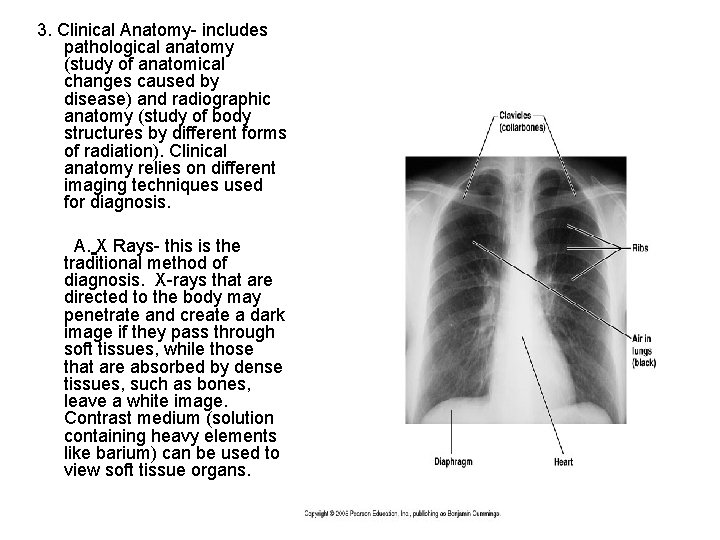 3. Clinical Anatomy- includes pathological anatomy (study of anatomical changes caused by disease) and