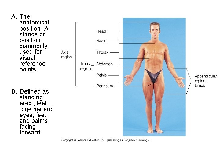 A. The anatomical position- A stance or position commonly used for visual reference points.