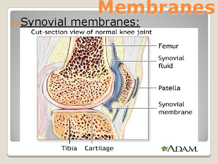  Synovial Membranes membranes: 