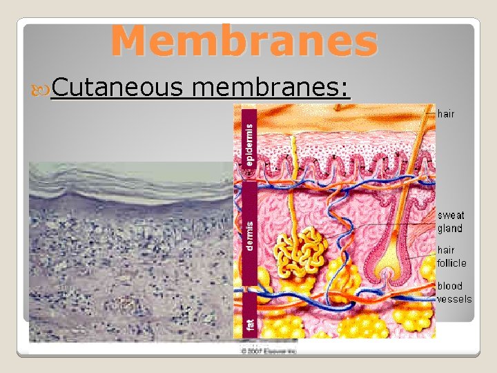 Membranes Cutaneous membranes: 