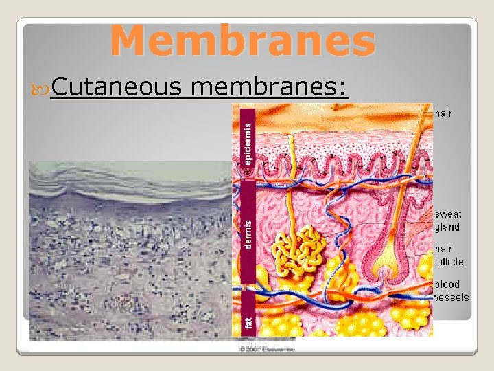 Membranes Cutaneous membranes: 